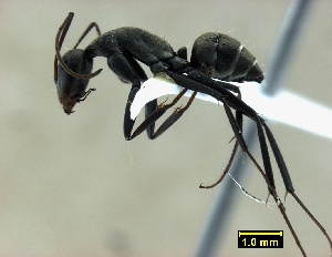  (Camponotus cf. cinctellus - ASA_IBA_2012_33)  @14 [ ] Copyright (2012) Brigitte Braschler DST-NRF Centre of Excellence for Invasion Biology, Department of Botany and Zoology, Stellenbosch University