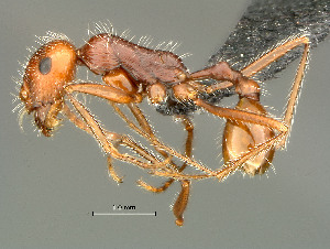  (Ocymyrmex dekerus - HYM-C024660)  @15 [ ] Unspecified (default): All Rights Reserved  Iziko Museums Unspecified