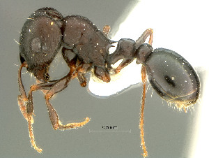  (Ocymyrmex tachys - HYM-C019028)  @14 [ ] Unspecified (default): All Rights Reserved  Iziko Museums Unspecified