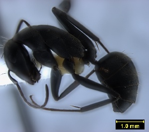  (Camponotus angusticeps - ASA_AM_07_0635)  @12 [ ] Copyright (2012) Brigitte Braschler DST-NRF Centre of Excellence for Invasion Biology, Department of Botany and Zoology, Stellenbosch University