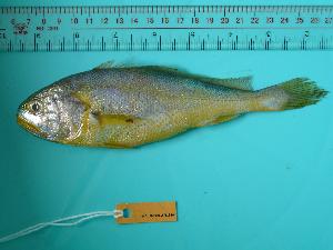  ( - SCSIO-Fish-Z711016)  @13 [ ] Unspecified (default): All Rights Reserved  Unspecified Unspecified