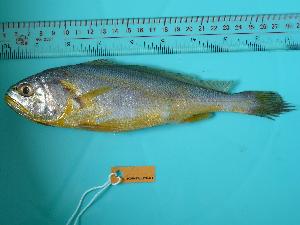  (Larimichthys crocea - SCSIO-Fish-Z711018)  @14 [ ] Unspecified (default): All Rights Reserved  Unspecified Unspecified