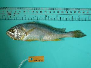  ( - SCSIO-Fish-Z711019)  @13 [ ] Unspecified (default): All Rights Reserved  Unspecified Unspecified
