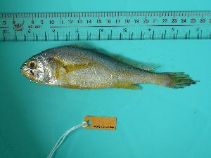  ( - SCSIO-Fish-Z711020)  @14 [ ] Unspecified (default): All Rights Reserved  Unspecified Unspecified