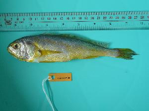  ( - SCSIO-Fish-Z711021)  @13 [ ] Unspecified (default): All Rights Reserved  Unspecified Unspecified