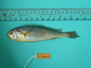  ( - SCSIO-Fish-Z711022)  @12 [ ] Unspecified (default): All Rights Reserved  Unspecified Unspecified