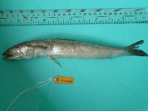  (Saurida elongata - SCSIO-Fish-Z711026)  @13 [ ] Unspecified (default): All Rights Reserved  Unspecified Unspecified