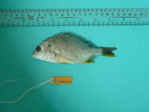  ( - SCSIO-Fish-Z711028)  @13 [ ] Unspecified (default): All Rights Reserved  Unspecified Unspecified