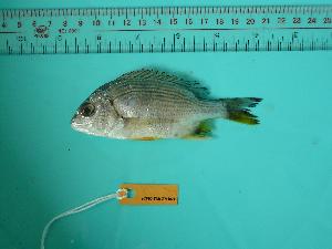  ( - SCSIO-Fish-Z711029)  @12 [ ] Unspecified (default): All Rights Reserved  Unspecified Unspecified
