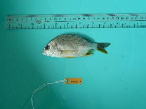  ( - SCSIO-Fish-Z711031)  @12 [ ] Unspecified (default): All Rights Reserved  Unspecified Unspecified