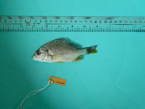  ( - SCSIO-Fish-Z711032)  @13 [ ] Unspecified (default): All Rights Reserved  Unspecified Unspecified