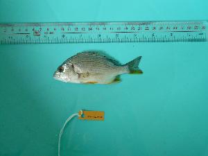  ( - SCSIO-Fish-Z711033)  @12 [ ] Unspecified (default): All Rights Reserved  Unspecified Unspecified
