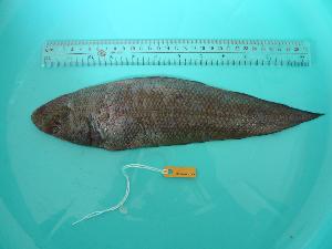  ( - SCSIO-Fish-Z711036)  @12 [ ] Unspecified (default): All Rights Reserved  Unspecified Unspecified