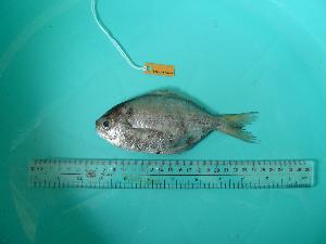  ( - SCSIO-Fish-Z711052)  @12 [ ] Unspecified (default): All Rights Reserved  Unspecified Unspecified
