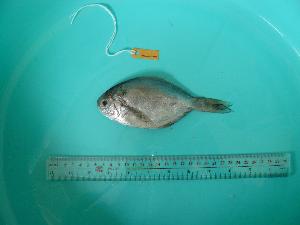  ( - SCSIO-Fish-Z711053)  @13 [ ] Unspecified (default): All Rights Reserved  Unspecified Unspecified