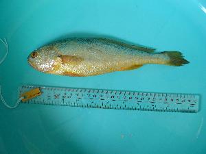  ( - SCSIO-Fish-Z711058)  @12 [ ] Unspecified (default): All Rights Reserved  Unspecified Unspecified