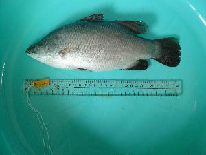  ( - SCSIO-Fish-Z711060)  @13 [ ] Unspecified (default): All Rights Reserved  Unspecified Unspecified