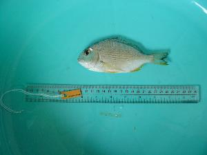  ( - SCSIO-Fish-Z711066)  @11 [ ] Unspecified (default): All Rights Reserved  Unspecified Unspecified