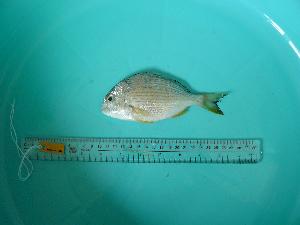  ( - SCSIO-Fish-Z711067)  @12 [ ] Unspecified (default): All Rights Reserved  Unspecified Unspecified