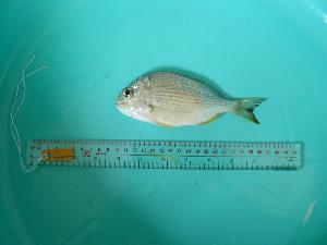  ( - SCSIO-Fish-Z711068)  @11 [ ] Unspecified (default): All Rights Reserved  Unspecified Unspecified