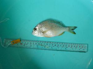  ( - SCSIO-Fish-Z711069)  @11 [ ] Unspecified (default): All Rights Reserved  Unspecified Unspecified