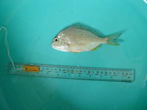  ( - SCSIO-Fish-Z711071)  @11 [ ] Unspecified (default): All Rights Reserved  Unspecified Unspecified