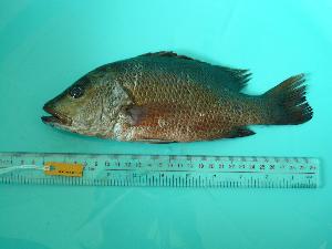  ( - SCSIO-Fish-Z711139)  @13 [ ] Unspecified (default): All Rights Reserved  Unspecified Unspecified