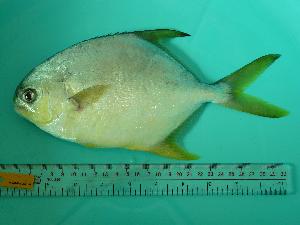  ( - SCSIO-Fish-Z711141)  @13 [ ] Unspecified (default): All Rights Reserved  Unspecified Unspecified