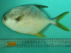  ( - SCSIO-Fish-Z711142)  @13 [ ] Unspecified (default): All Rights Reserved  Unspecified Unspecified