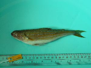  (Trachinocephalus - SCSIO-Fish-Z711154)  @13 [ ] Unspecified (default): All Rights Reserved  Unspecified Unspecified