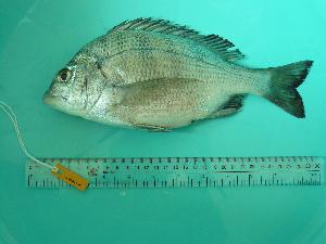  (Acanthopagrus schlegelii schlegelii - SCSIO-Fish-Z711161)  @14 [ ] Unspecified (default): All Rights Reserved  Unspecified Unspecified