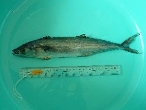  ( - SCSIO-Fish-Z711162)  @13 [ ] Unspecified (default): All Rights Reserved  Unspecified Unspecified