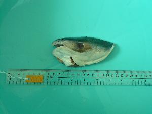 (Tachysurus sinensis - SCSIO-Fish-Z711165)  @11 [ ] Unspecified (default): All Rights Reserved  Unspecified Unspecified