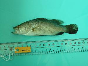  ( - SCSIO-Fish-Z711168)  @13 [ ] Unspecified (default): All Rights Reserved  Unspecified Unspecified