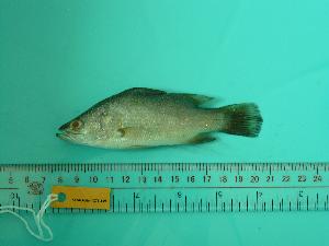  ( - SCSIO-Fish-Z711169)  @12 [ ] Unspecified (default): All Rights Reserved  Unspecified Unspecified