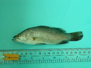  ( - SCSIO-Fish-Z711170)  @13 [ ] Unspecified (default): All Rights Reserved  Unspecified Unspecified