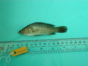  ( - SCSIO-Fish-Z711171)  @13 [ ] Unspecified (default): All Rights Reserved  Unspecified Unspecified