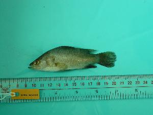  ( - SCSIO-Fish-Z711174)  @12 [ ] Unspecified (default): All Rights Reserved  Unspecified Unspecified