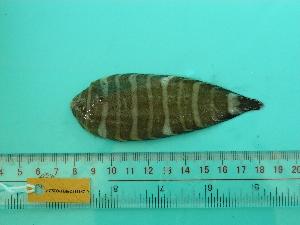  ( - SCSIO-Fish-Z711187)  @13 [ ] Unspecified (default): All Rights Reserved  Unspecified Unspecified