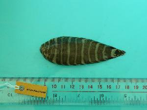  ( - SCSIO-Fish-Z711189)  @13 [ ] Unspecified (default): All Rights Reserved  Unspecified Unspecified