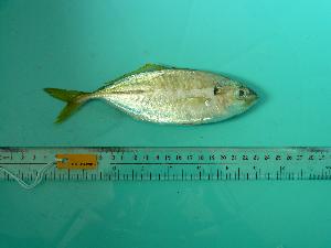  ( - SCSIO-Fish-Z711216)  @13 [ ] Unspecified (default): All Rights Reserved  Unspecified Unspecified