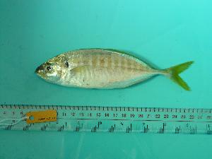  ( - SCSIO-Fish-Z711218)  @13 [ ] Unspecified (default): All Rights Reserved  Unspecified Unspecified
