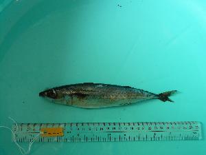  ( - SCSIO-Fish-Z711225)  @12 [ ] Unspecified (default): All Rights Reserved  Unspecified Unspecified
