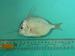  ( - SCSIO-Fish-Z711230)  @15 [ ] Unspecified (default): All Rights Reserved  Unspecified Unspecified