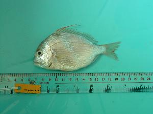  ( - SCSIO-Fish-Z711231)  @12 [ ] Unspecified (default): All Rights Reserved  Unspecified Unspecified