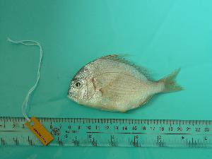  ( - SCSIO-Fish-Z711232)  @14 [ ] Unspecified (default): All Rights Reserved  Unspecified Unspecified
