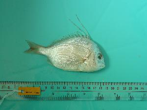  ( - SCSIO-Fish-Z711233)  @14 [ ] Unspecified (default): All Rights Reserved  Unspecified Unspecified