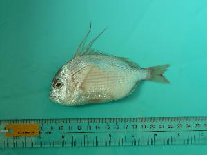  ( - SCSIO-Fish-Z711234)  @12 [ ] Unspecified (default): All Rights Reserved  Unspecified Unspecified