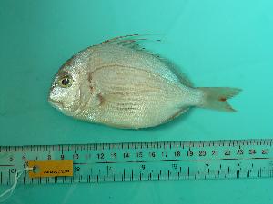  ( - SCSIO-Fish-Z711235)  @12 [ ] Unspecified (default): All Rights Reserved  Unspecified Unspecified