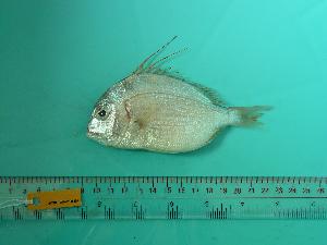  ( - SCSIO-Fish-Z711236)  @12 [ ] Unspecified (default): All Rights Reserved  Unspecified Unspecified
